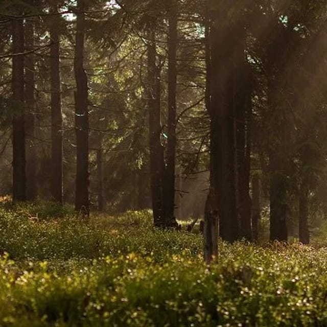 DIE FRAU IM WALD